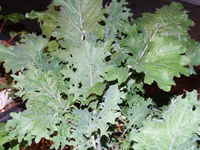 Kale_red_russian
