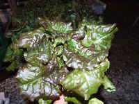 Lettuce_red_leaf