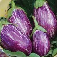 Listada-de-gandia-eggplant