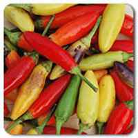 Hot-puria-pepper