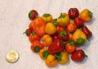 Mini_sweet_peppers