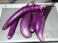 Fengyuan_purple_eggplant