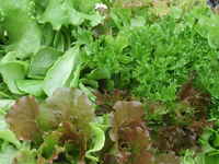 Lettuce_mix